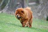 CHOW CHOW 704
